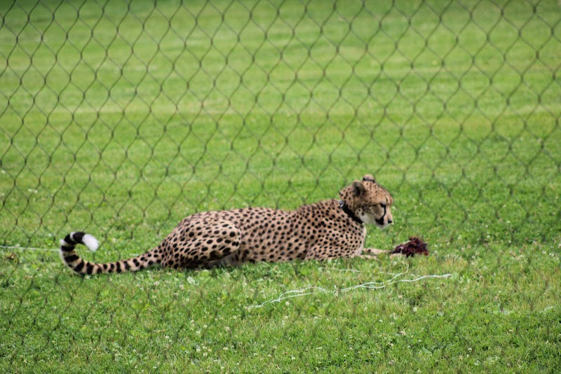 Cheetah Encounter
