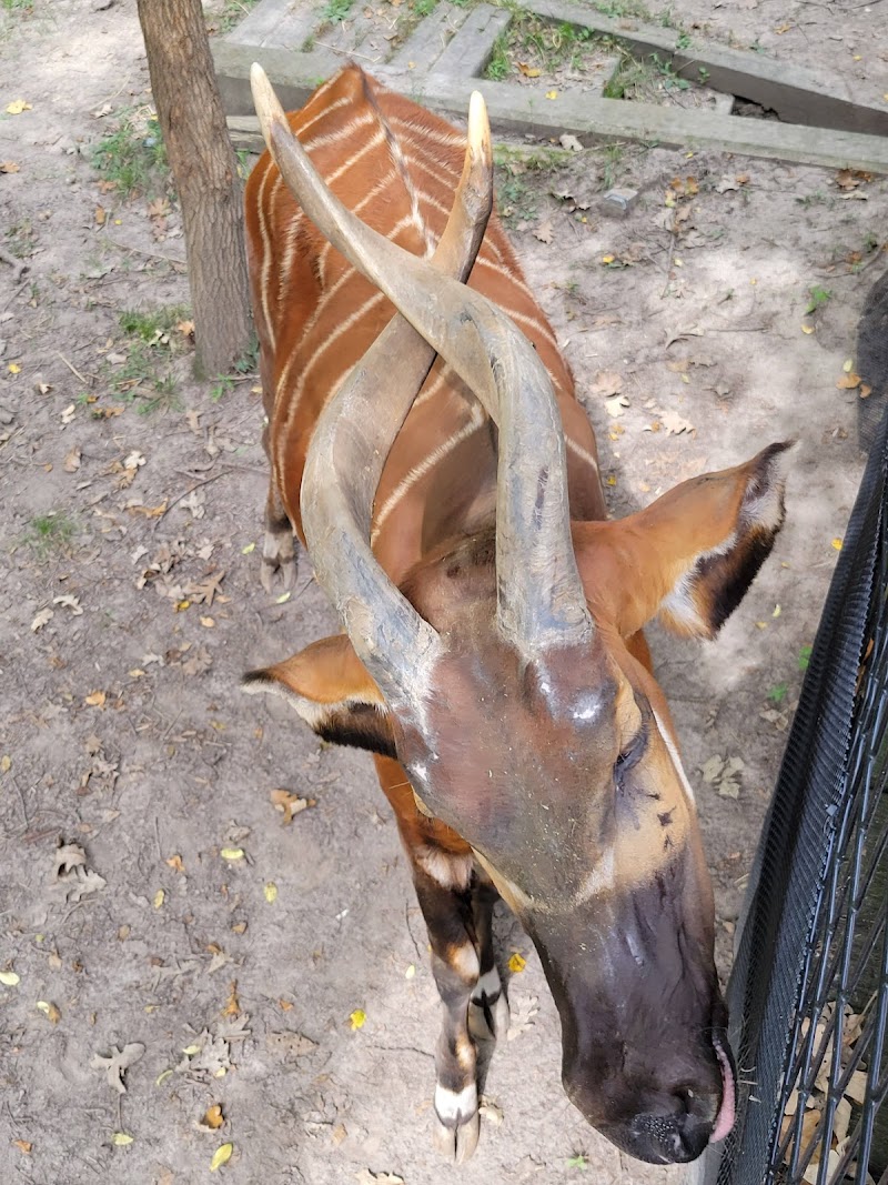 Bongo Exhibit