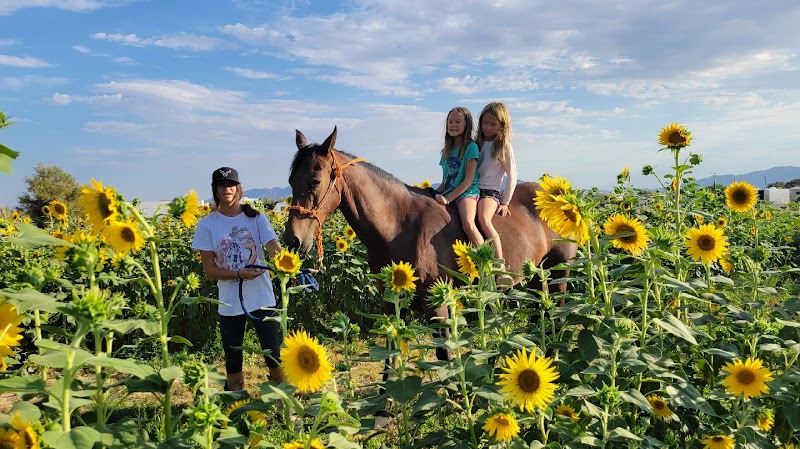 Nature Health Farms Petting Zoo, Airbnb, Alpaca Farm & Wedding Chapel in Pahrump — Petting Zoos in Las Vegas