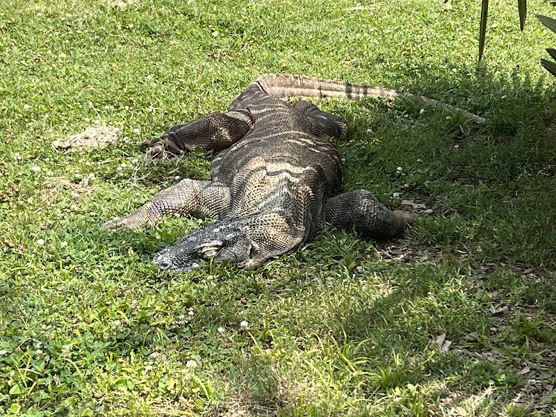 Dragon's Lair — Petting Zoos in Memphis