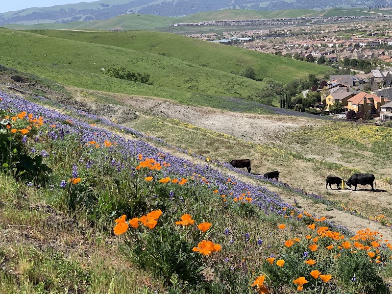 Hidden Valley Open Space — Hiking with Kids in San Ramon